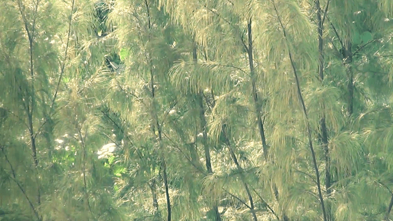 Captura de Tela 2019-07-11 às 22.54.50