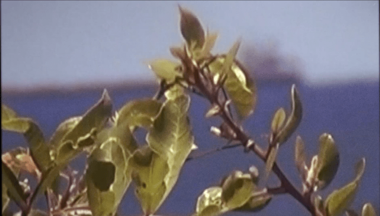 Leaves by the sea.png